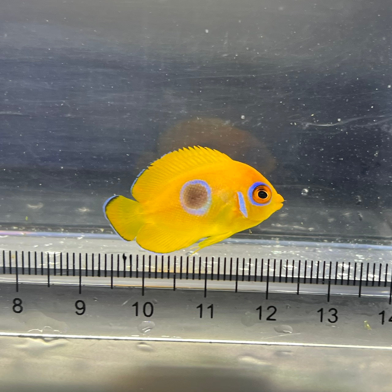 レモンピール幼魚