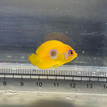 レモンピール幼魚