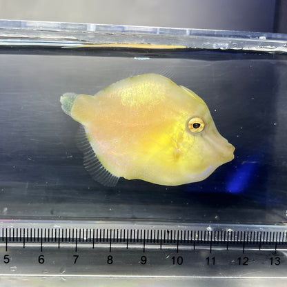 アオサハギ
