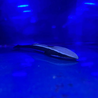 コバンザメ