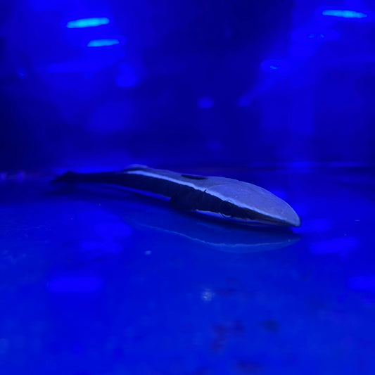 コバンザメ