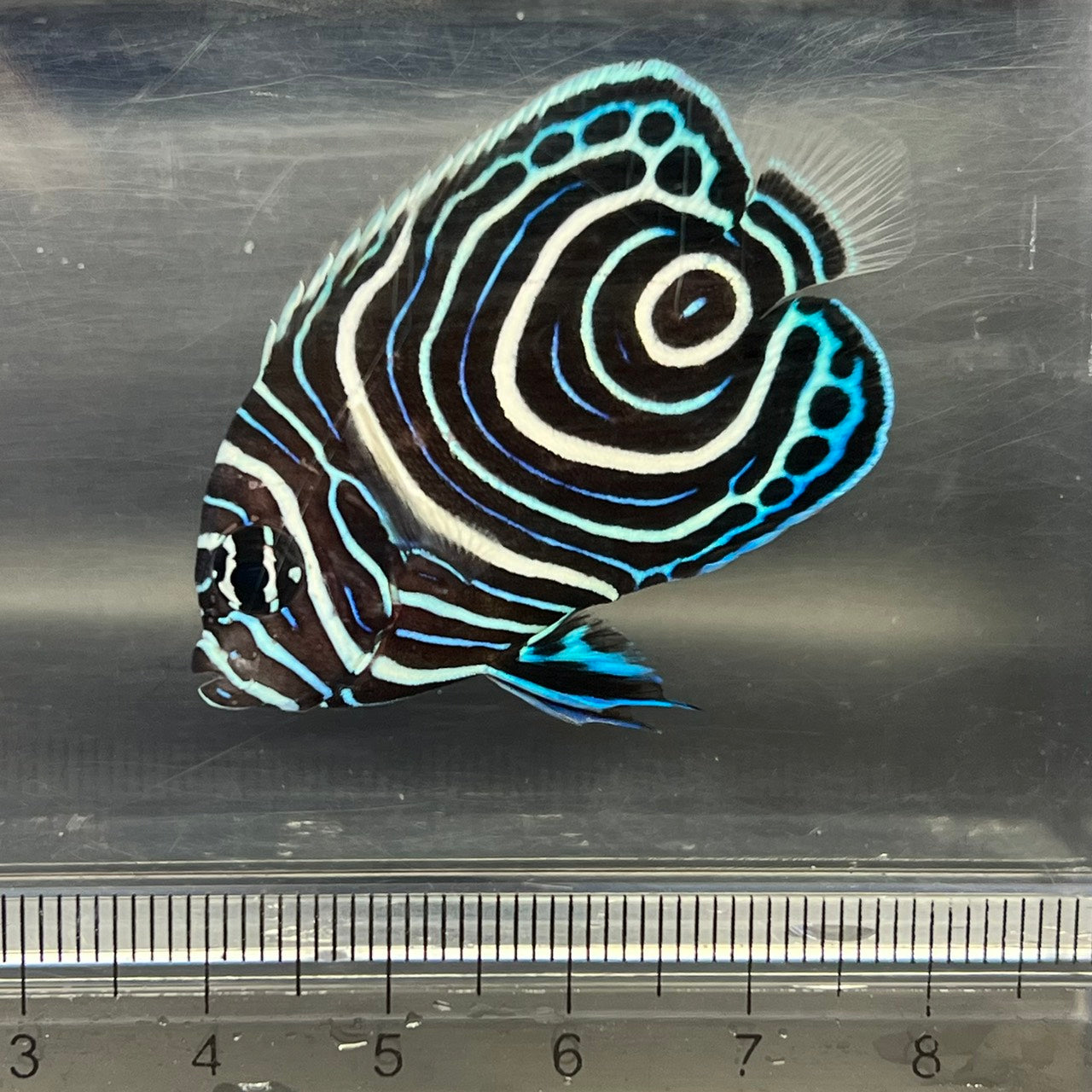 海水魚 - ヤッコ – FISH UP