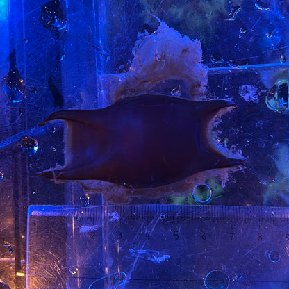 コモンカスベ（卵）