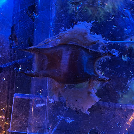 コモンカスベ（卵）