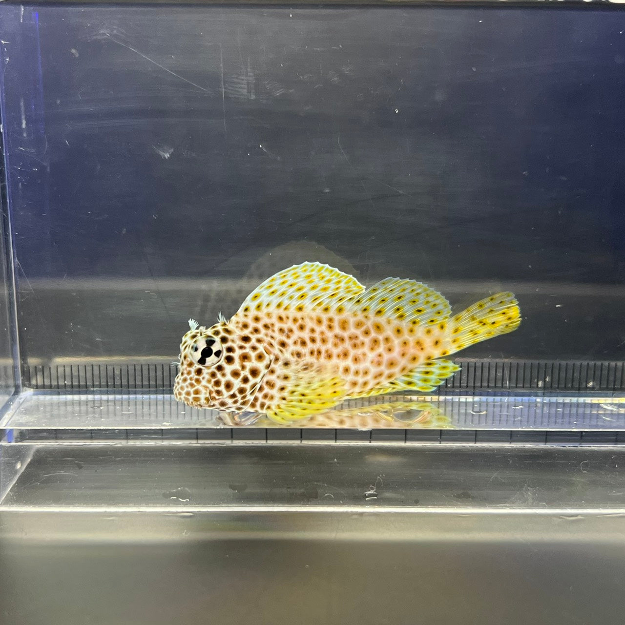 セダカギンポ
