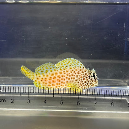 セダカギンポ