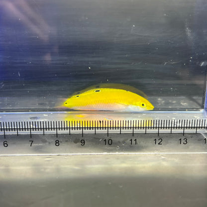 インディアンカナリーラス
