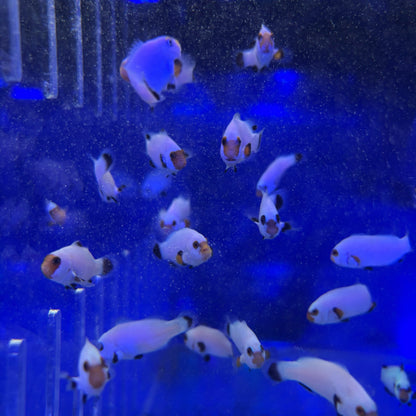 Platinum  CIownfish