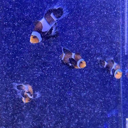 Black Longfin CIownfish