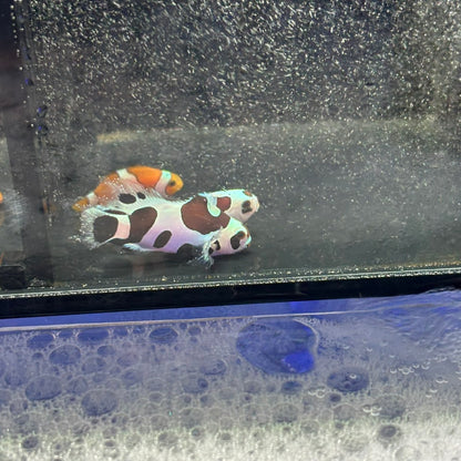 Second Generation Black Storm Longfin CIownfish