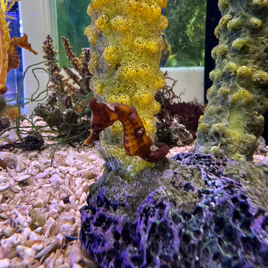 ヒメタツ