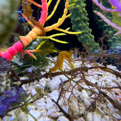 ヒメタツ