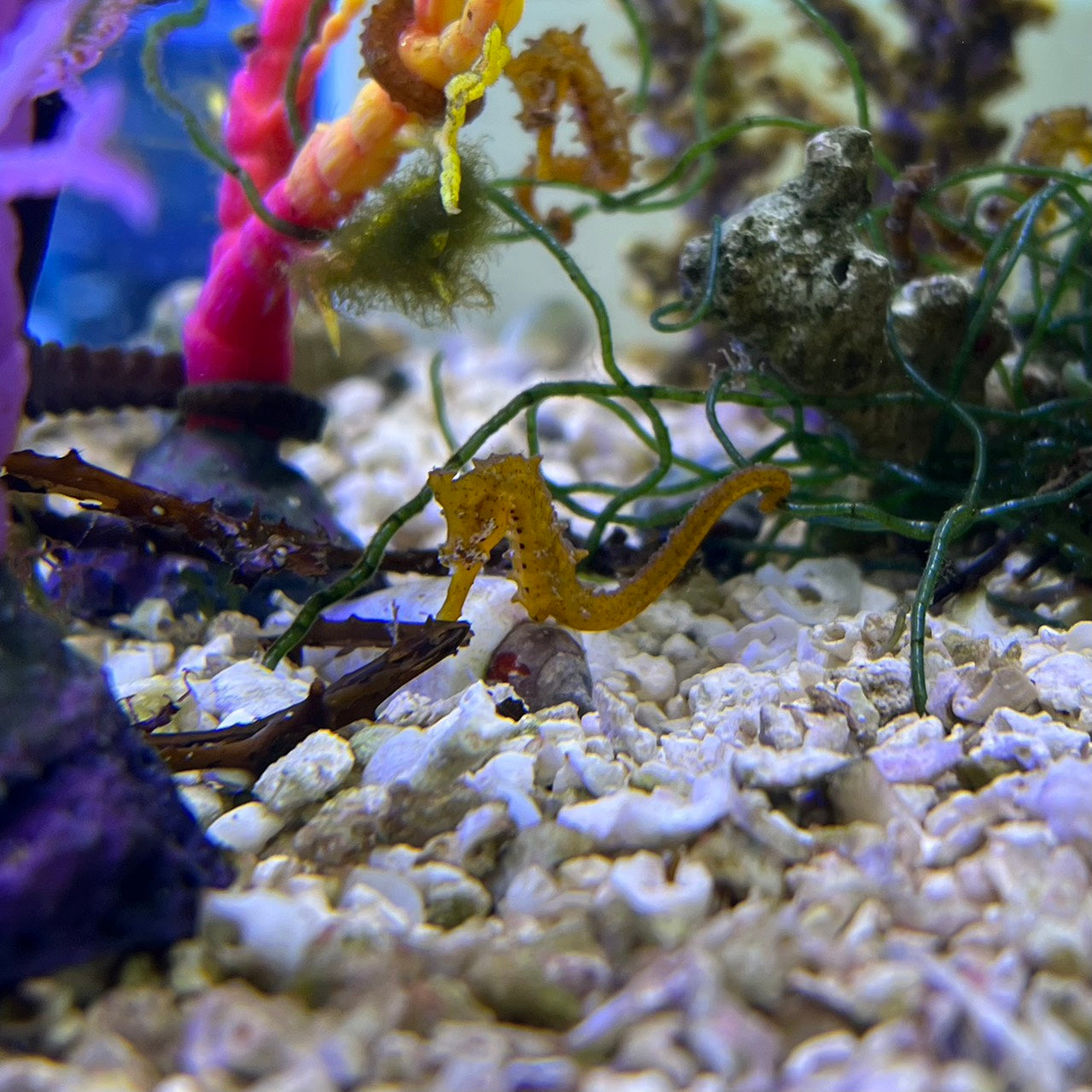 ヒメタツ