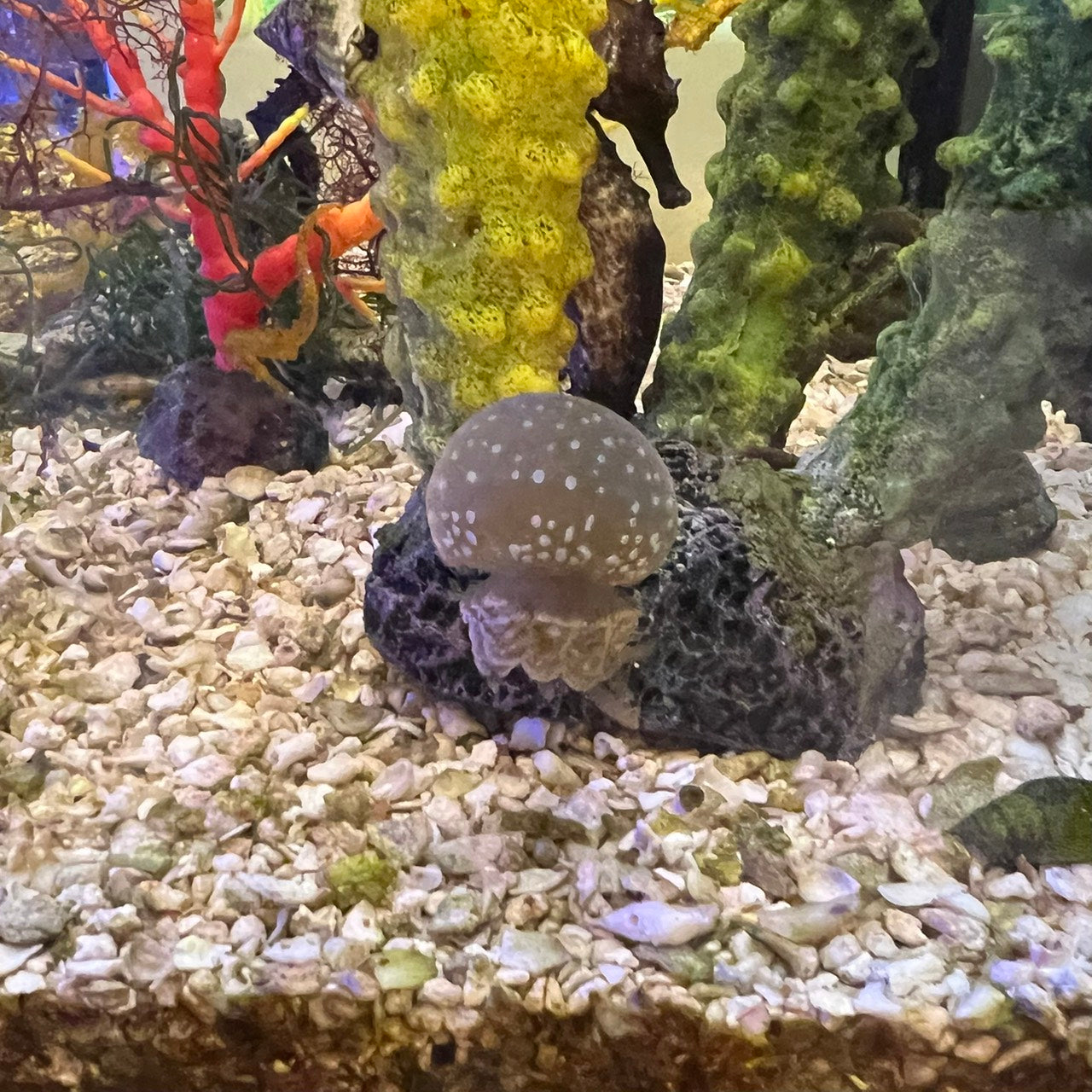 タコクラゲ