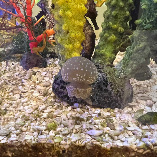 タコクラゲ