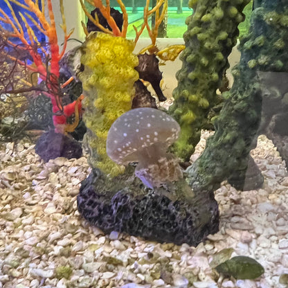 タコクラゲ