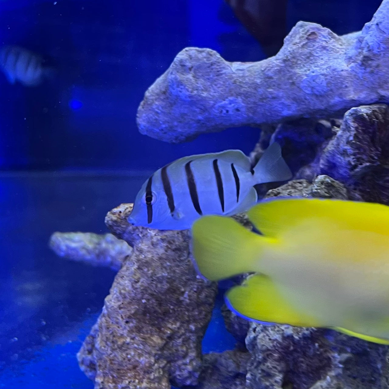 シマハギ