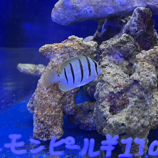 シマハギ