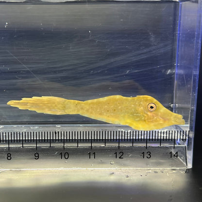 ソウシハギ