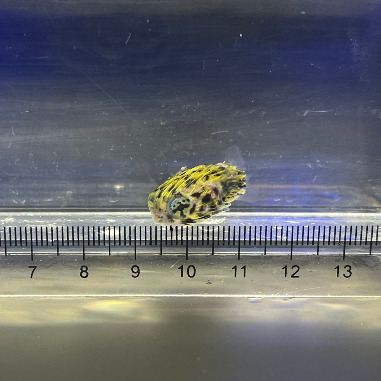 ヤセハリセンボン幼魚（傷有）