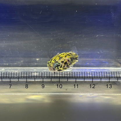 ヤセハリセンボン幼魚（傷有）