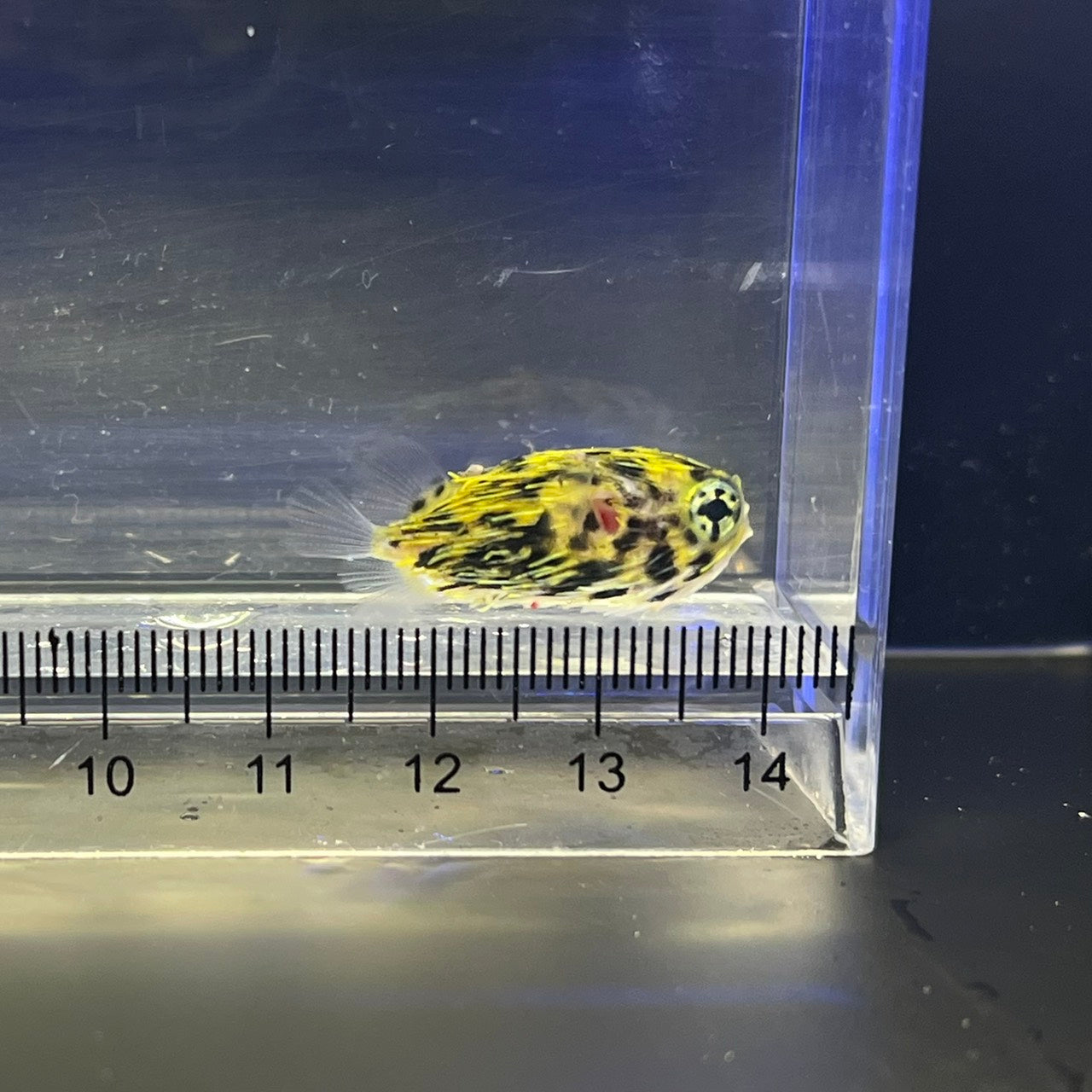 ヤセハリセンボン幼魚（傷有）