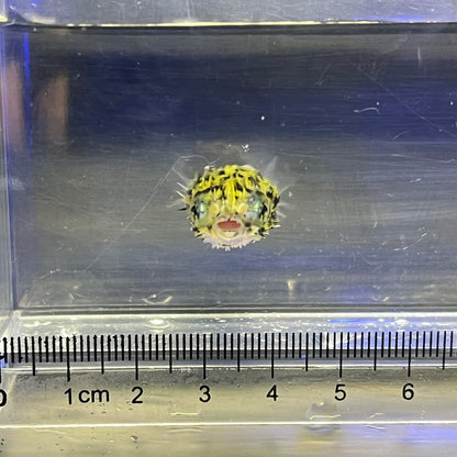 ヤセハリセンボン幼魚（傷有）