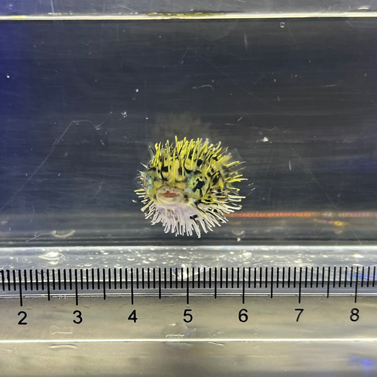 ヤセハリセンボン幼魚（傷有）