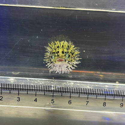ヤセハリセンボン幼魚（傷有）