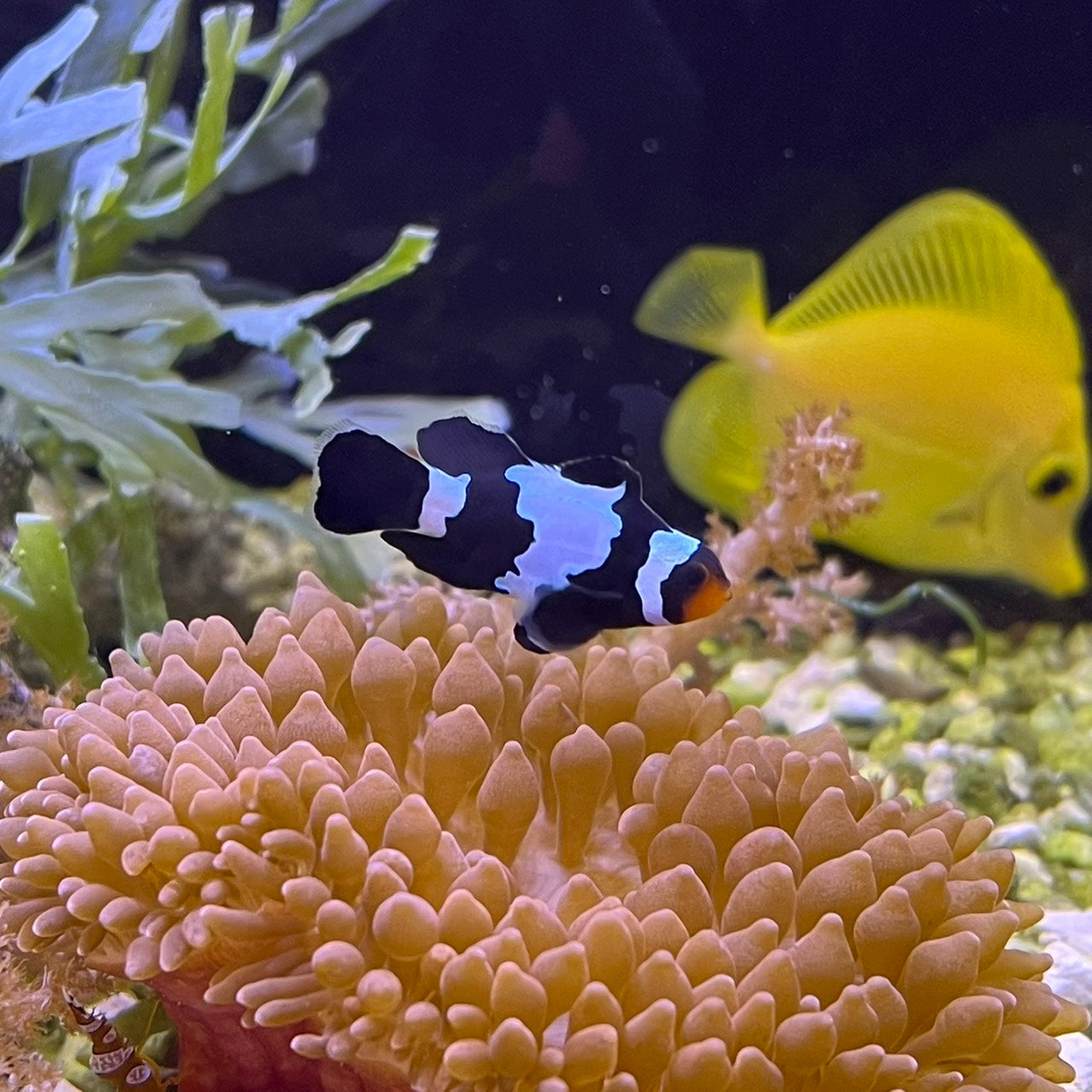 Black snowflake Lonfin Clownfish