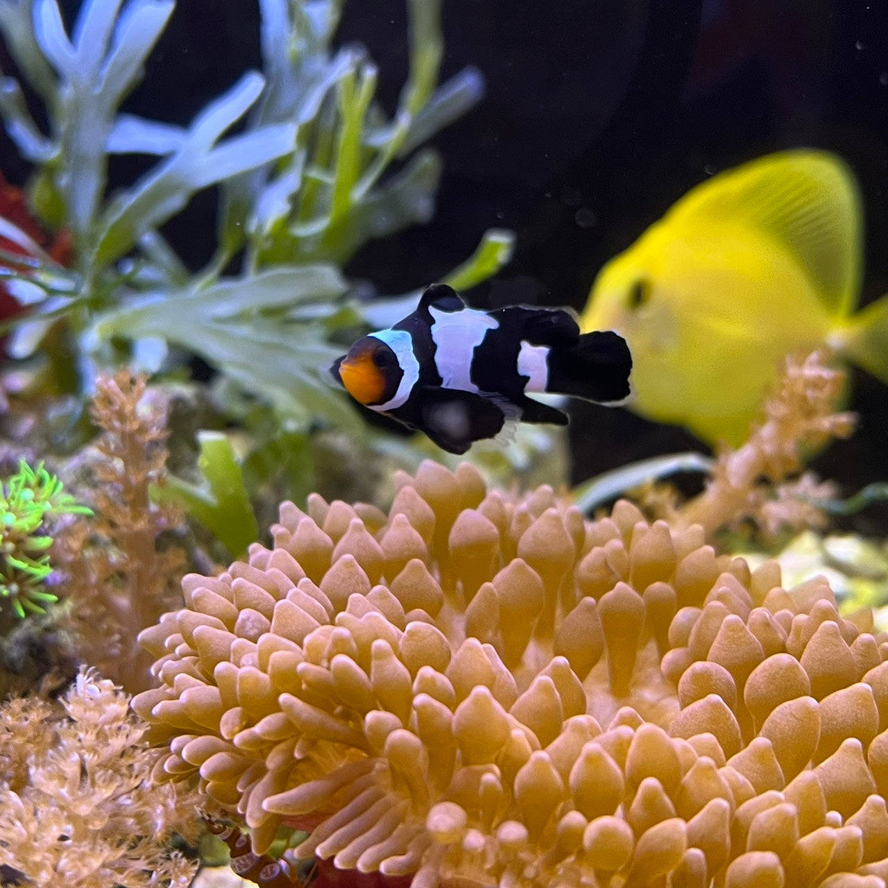 Black snowflake Lonfin Clownfish