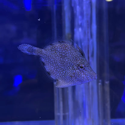 アミメハギ