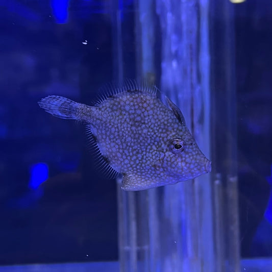 アミメハギ