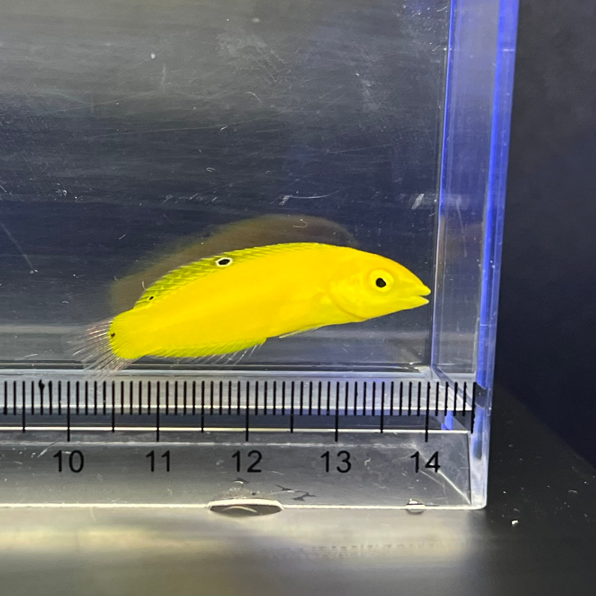 コガネキュウセン