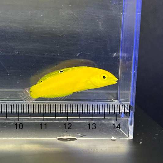 コガネキュウセン