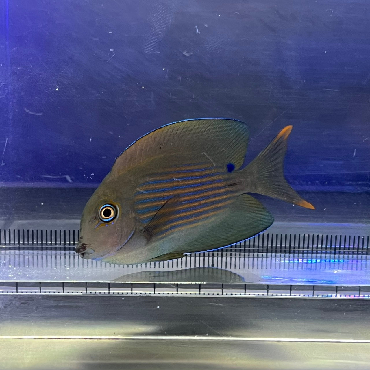 サザナミハギ