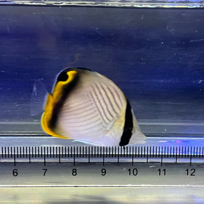 フウライチョウチョウウオ
