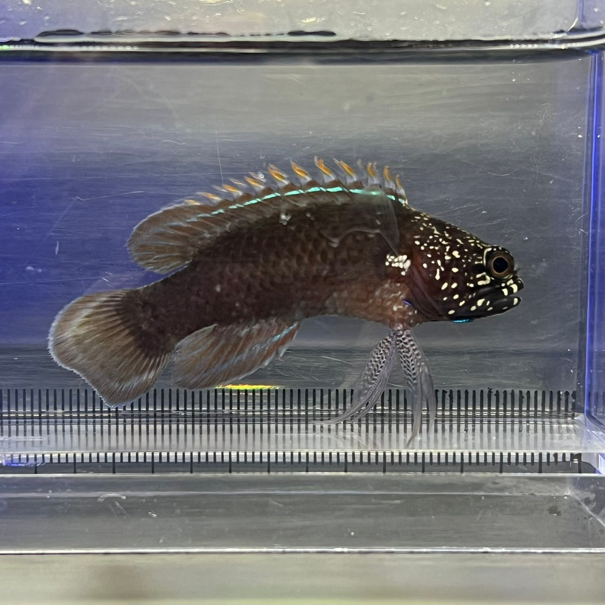 タナバタウオ