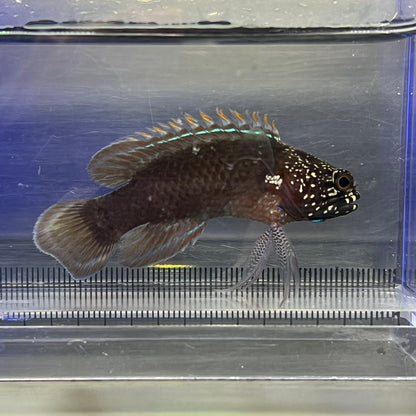 タナバタウオ