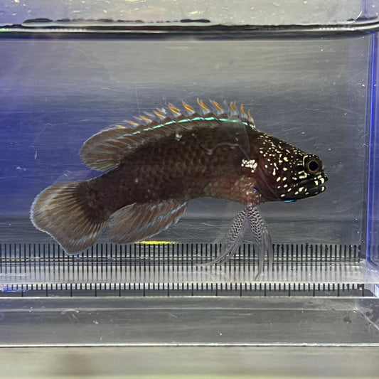 タナバタウオ