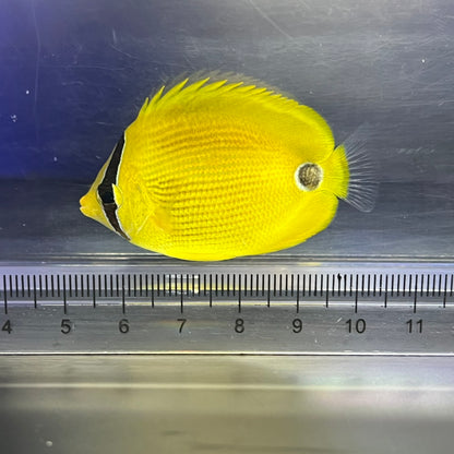 アンダマンバタフライ