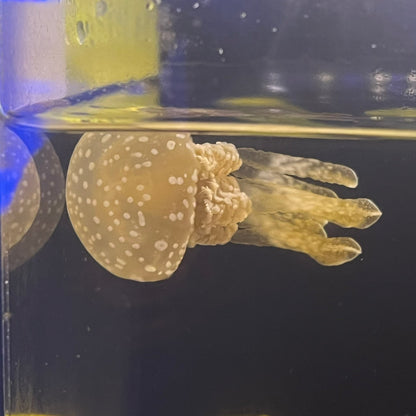 タコクラゲ