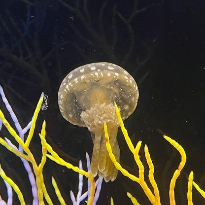 タコクラゲ