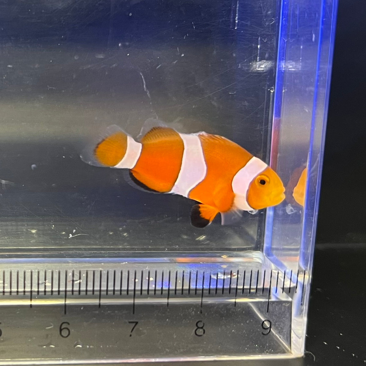 カクレクマノミ　ペア　セブ