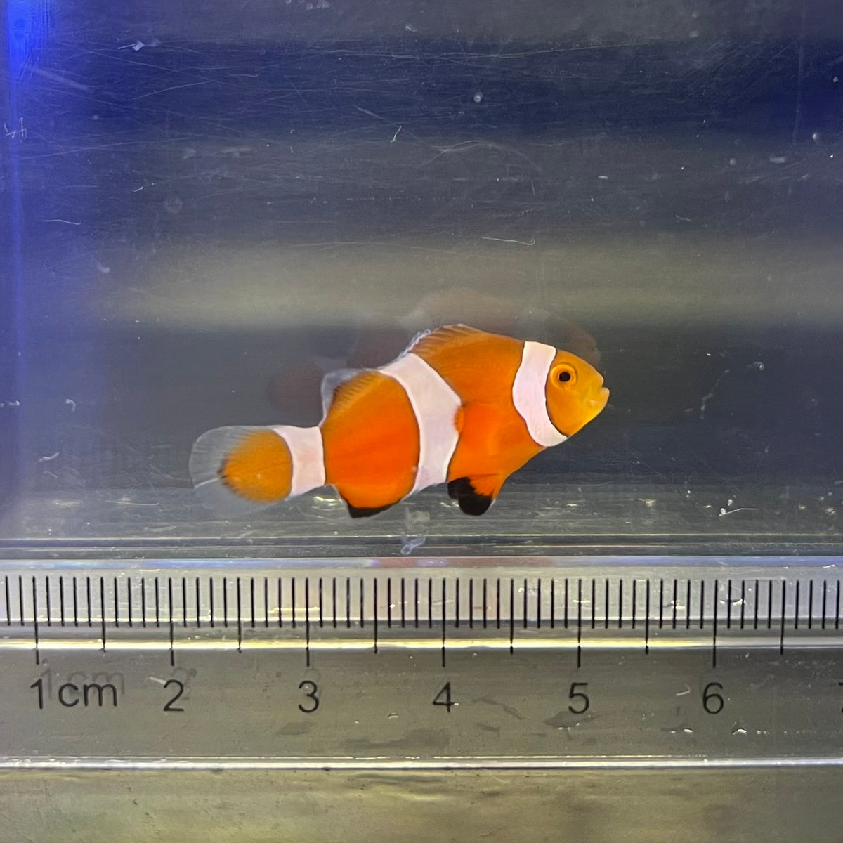 カクレクマノミ　