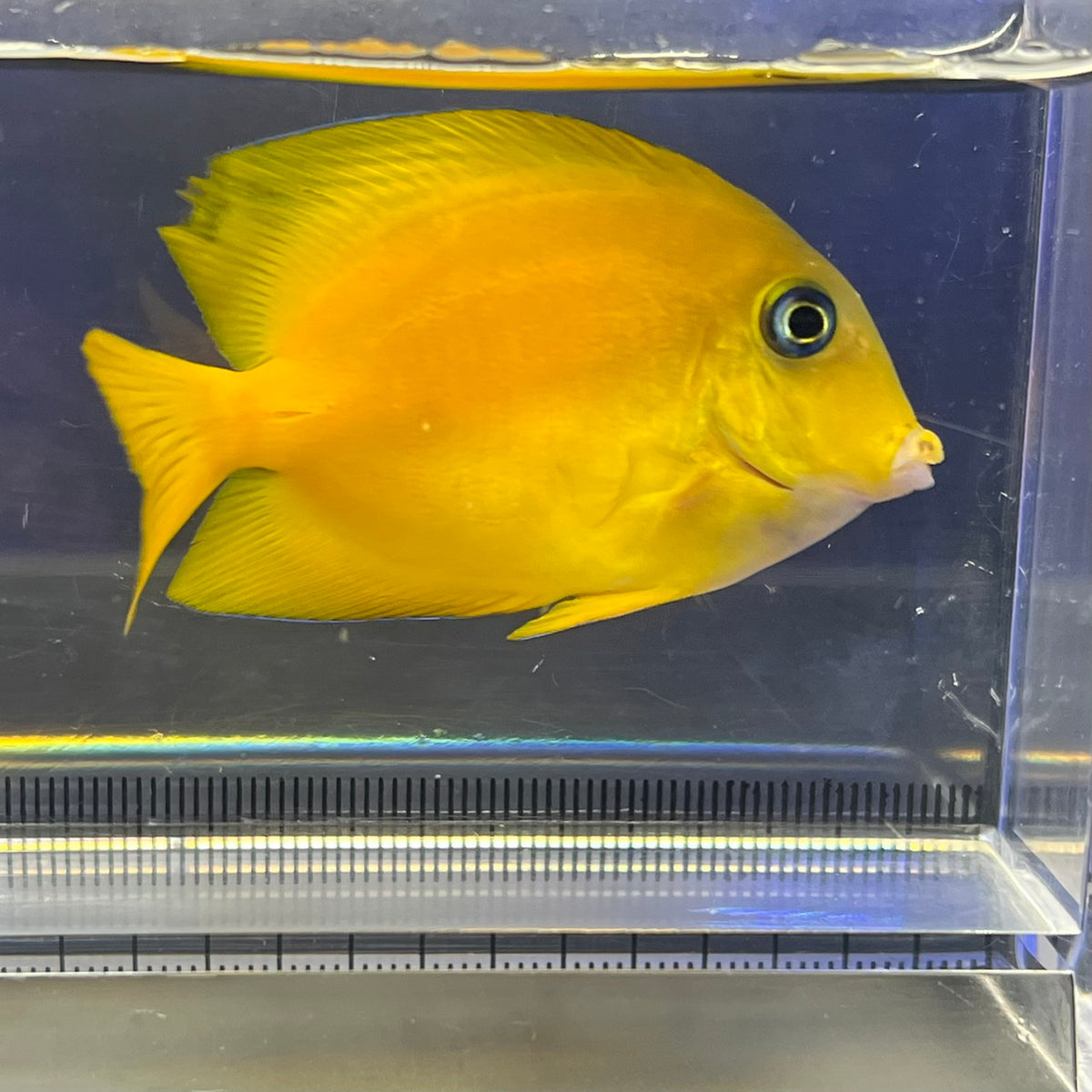 クログチニザイエロー