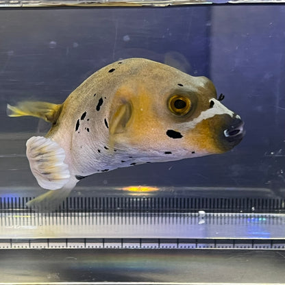 コクテンフグ