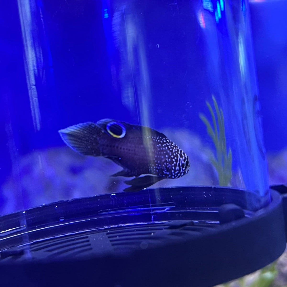 シモフリタナバタウオ幼魚