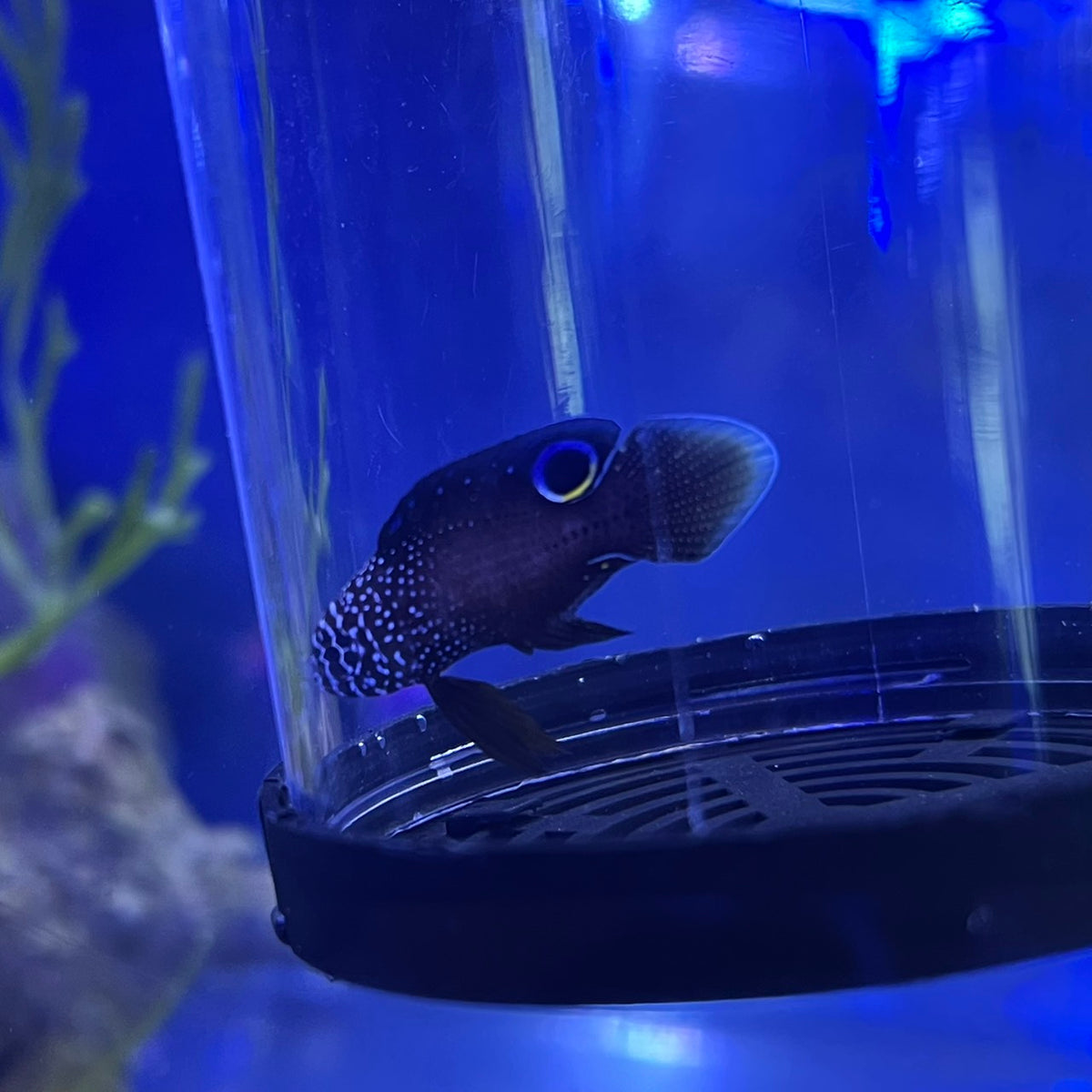 シモフリタナバタウオ幼魚