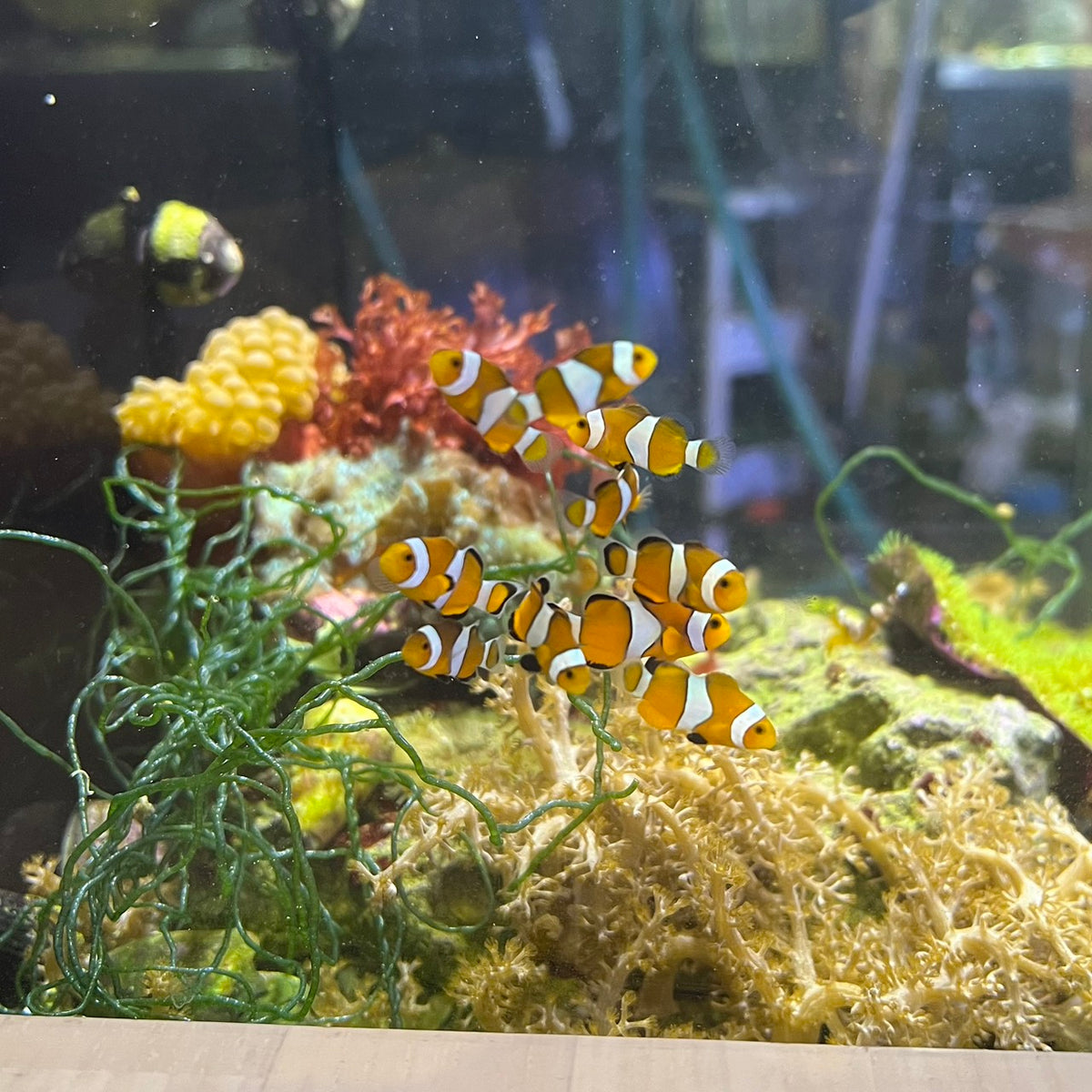 カクレクマノミ幼魚　（アクアスペースダイアリー  沖縄直送便）